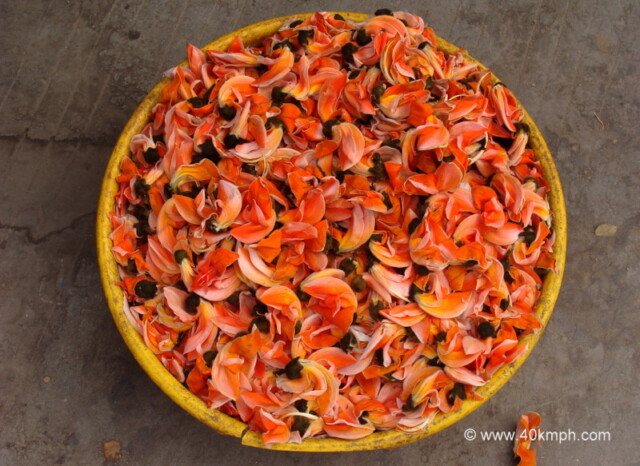 Palash ke Phool near by Ambaji Temple, Banaskantha, Gujarat, India