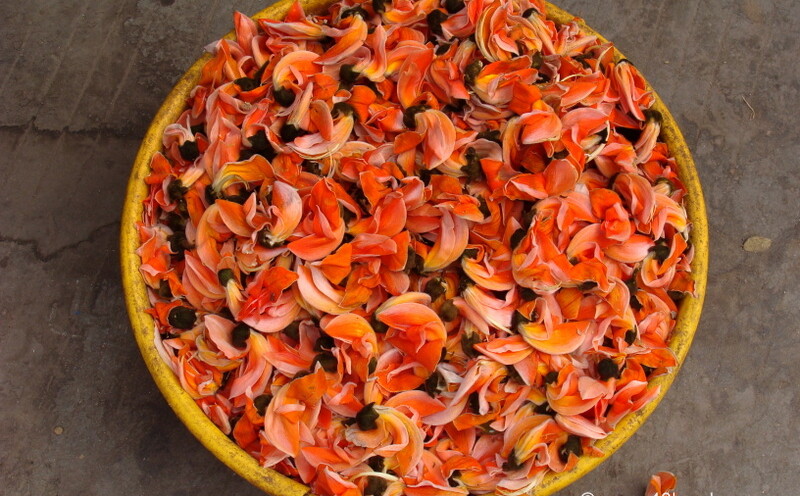 Palash ke Phool near by Ambaji Temple, Banaskantha, Gujarat, India