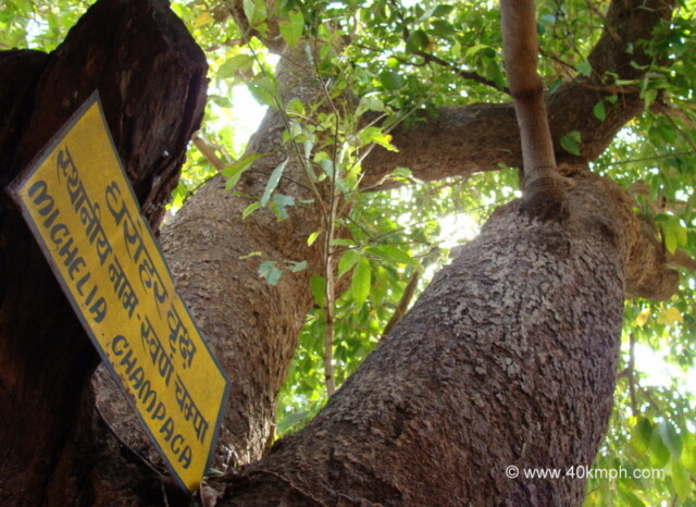 Swarna Champa (Michelia Champaca) - Heritage Tree at Vashistha Ashram, Gaumukh, Mount Abu, Rajasthan, India