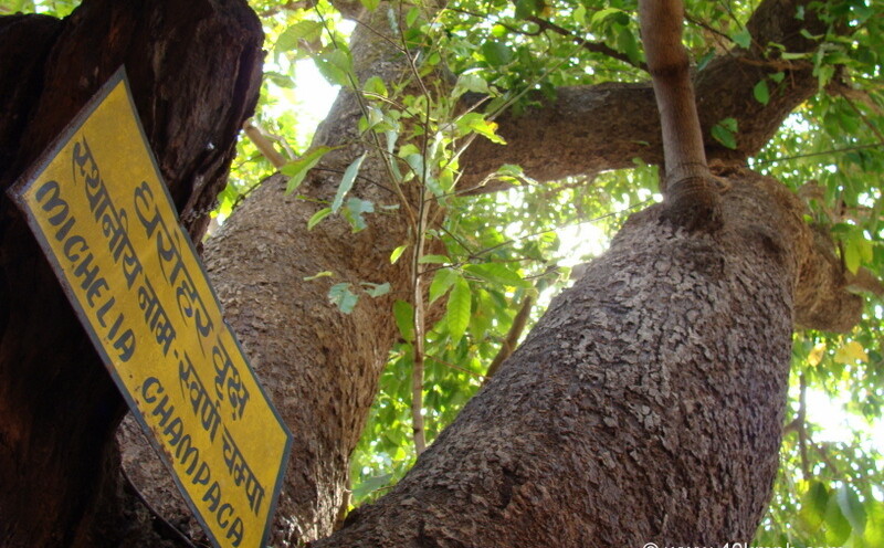 Swarna Champa (Michelia Champaca) - Heritage Tree at Vashistha Ashram, Gaumukh, Mount Abu, Rajasthan, India