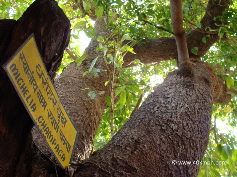 Swarna Champa (Michelia Champaca) - Heritage Tree at Vashistha Ashram, Gaumukh, Mount Abu, Rajasthan