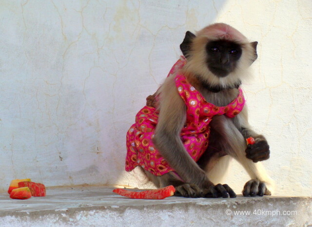 Baby Grey Langur in Clothes nearby Mor Kuti, Gahavar Van, Barsana, Uttar Pradesh, India