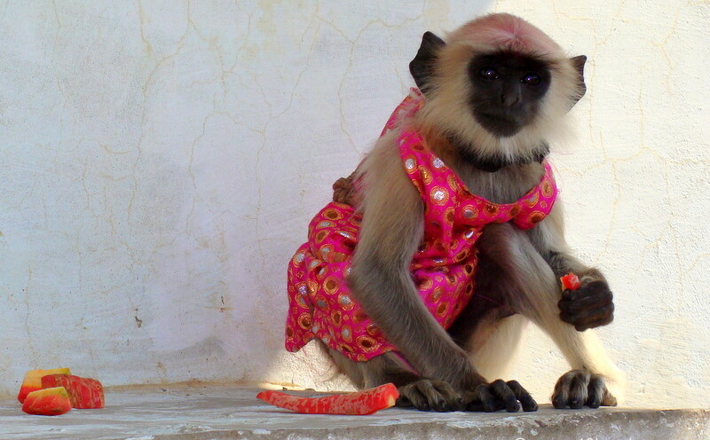 Baby Grey Langur in Clothes nearby Mor Kuti, Gahavar Van, Barsana, Uttar Pradesh, India