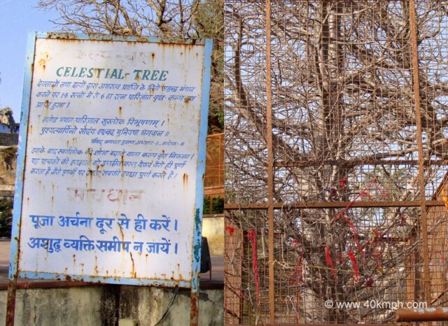 Celestial Tree (Kalpavriksha) at Dilwara Village, Mount Abu, Rajasthan, India