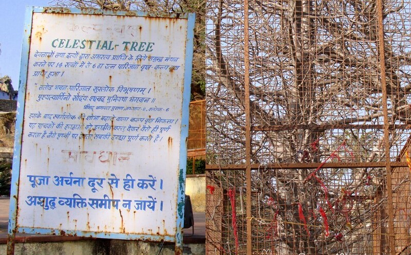 Celestial Tree (Kalpavriksha) at Dilwara Village, Mount Abu, Rajasthan, India