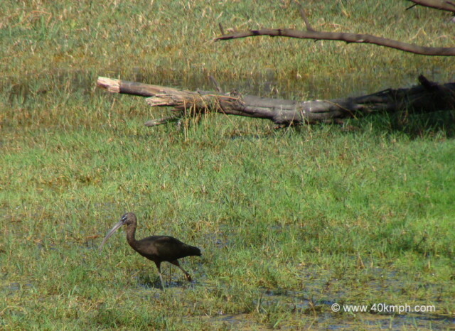 Glossy Ibis at Keoladeo National Park, Bharatpur, Rajasthan, India
