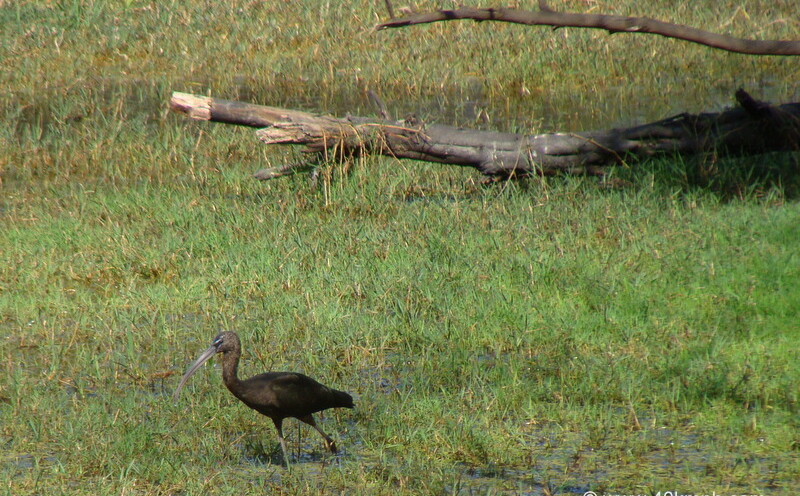 Glossy Ibis at Keoladeo National Park, Bharatpur, Rajasthan, India