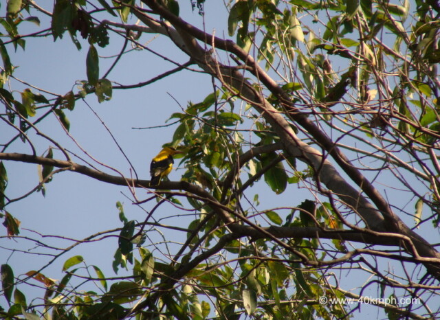 Golden Oriole at Keoladeo National Park, Bharatpur, Rajasthan, India