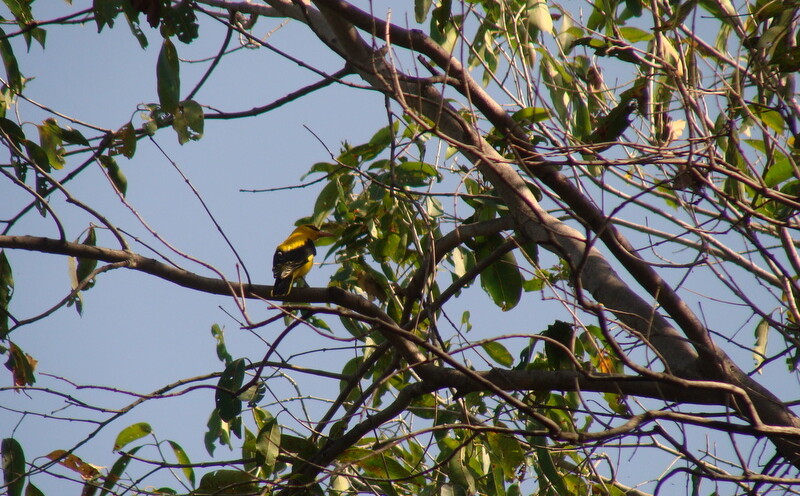 Golden Oriole at Keoladeo National Park, Bharatpur, Rajasthan, India