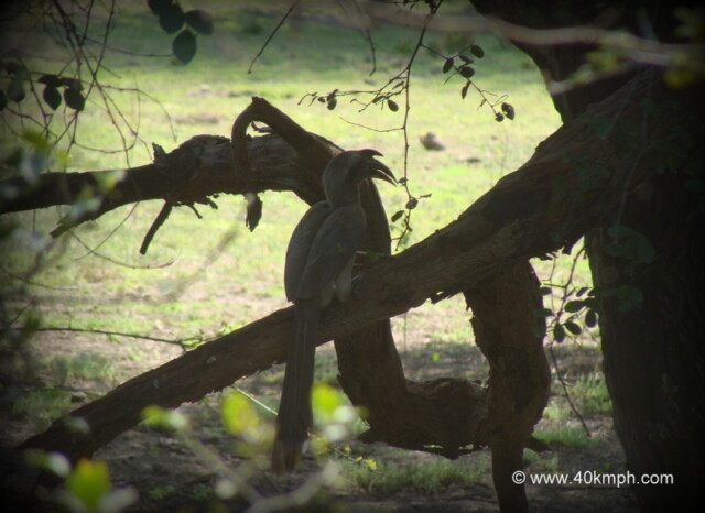 Grey Hornbill at Keoladeo National Park, Bharatpur, Rajasthan, India