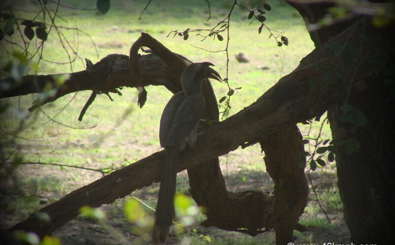 Grey Hornbill at Keoladeo National Park, Bharatpur, Rajasthan, India