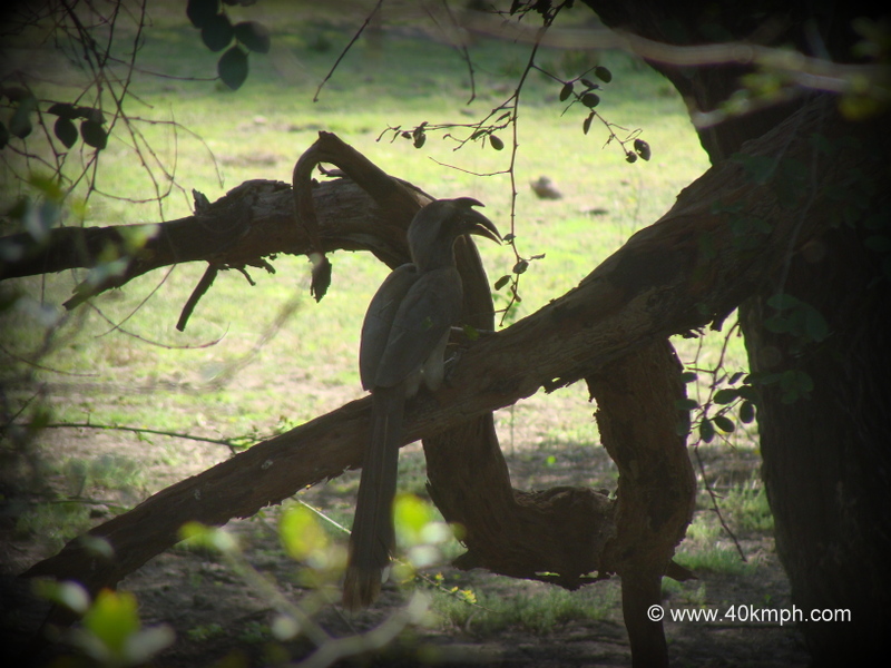Grey Hornbill at Keoladeo National Park, Bharatpur, Rajasthan, India