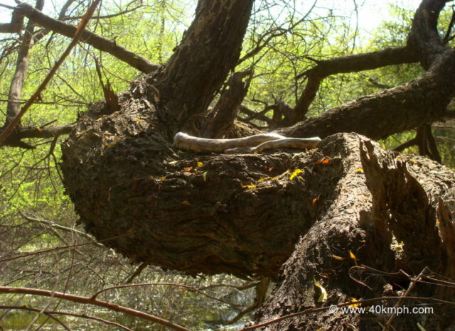 Python Snake at Keoladeo National Park, Bharatpur, Rajasthan, India