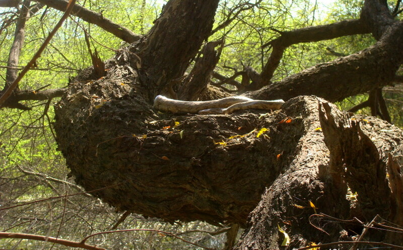 Python Snake at Keoladeo National Park, Bharatpur, Rajasthan, India
