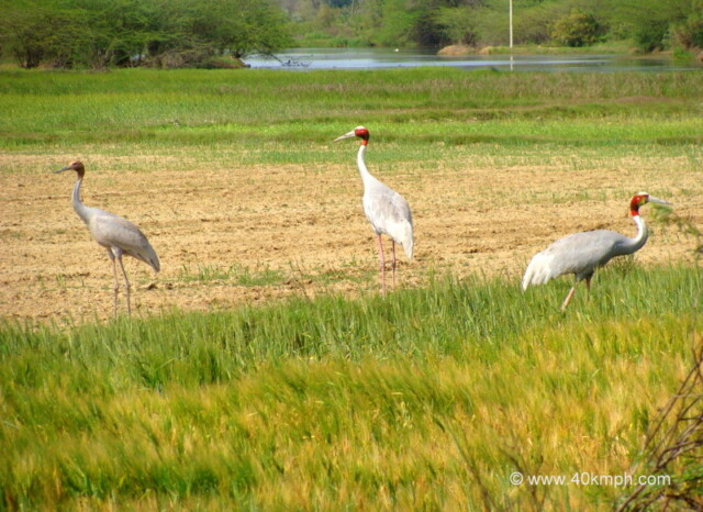 Sarus Crane - State Bird of Uttar Pradesh