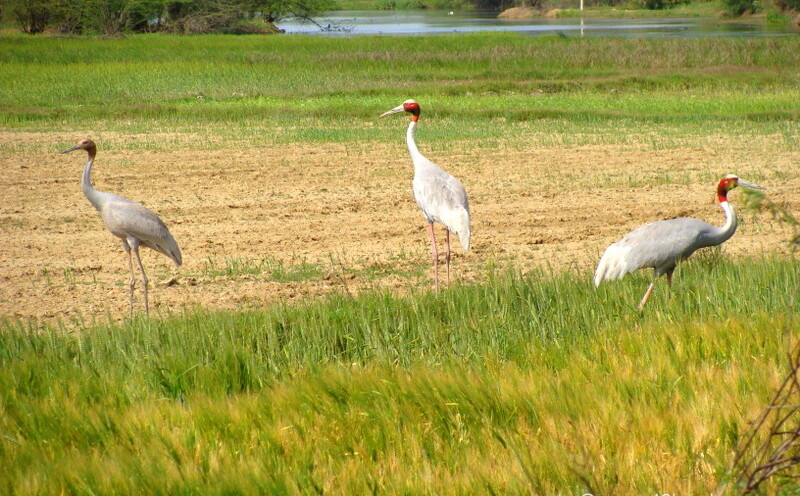 Sarus Crane - State Bird of Uttar Pradesh