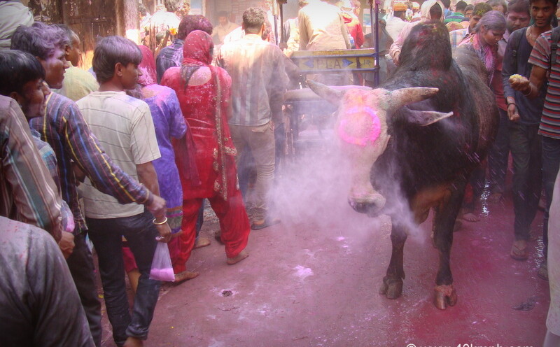 A Bull Smeared with Holi Colors at Vrindavan, Uttar Pradesh, India