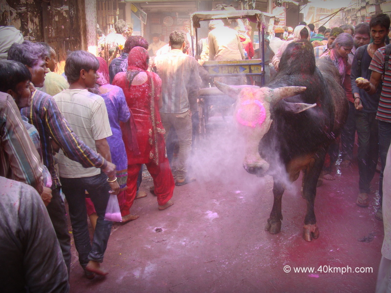 A Bull Smeared with Holi Colors at Vrindavan, Uttar Pradesh, India