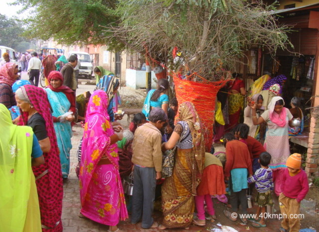 Devotees Worshipping Amla Tree on the Occasion of Amalaki Ekadashi at Vrindavan, Uttar Pradesh, India