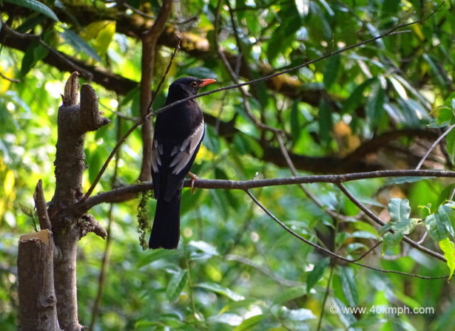 Grey-winged Blackbird nearby Kartik Swami Temple, Rudraprayag, Uttarakhand, India