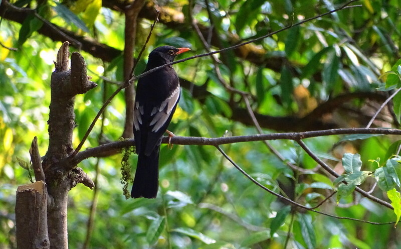 Grey-winged Blackbird nearby Kartik Swami Temple, Rudraprayag, Uttarakhand, India