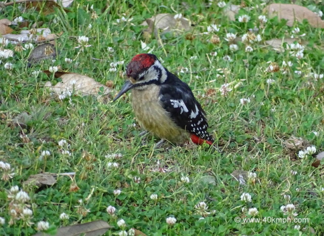 Himalayan Woodpecker nearby Kartik Swami Temple, Rudraprayag, Uttarakhand, India