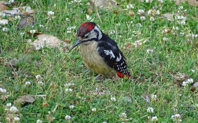 Himalayan Woodpecker nearby Kartik Swami Temple, Rudraprayag, Uttarakhand, India