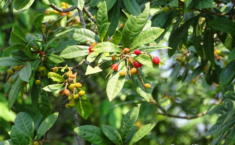 Kafal Fruit Tree