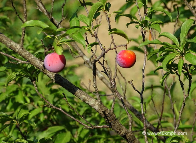 Plum Fruit Tree at Nandli Village, Mandi, Himachal Pradesh, India