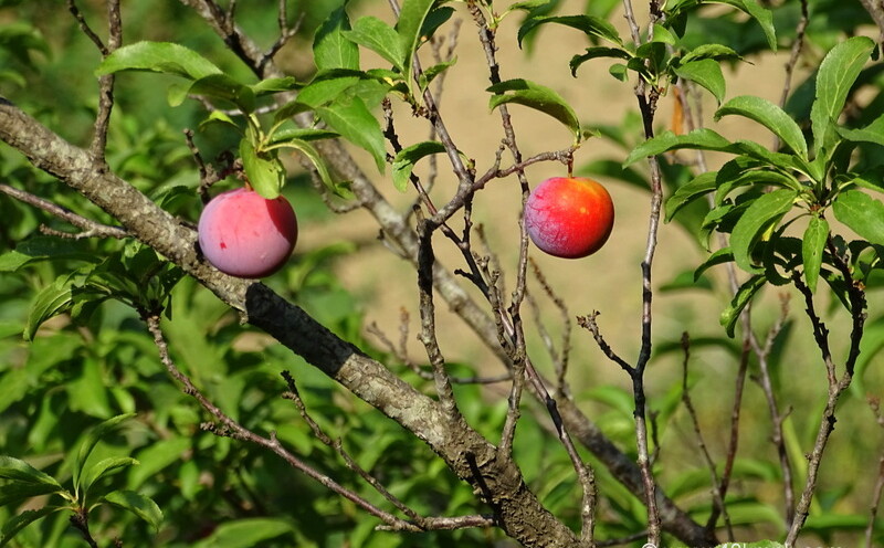 Plum Fruit Tree at Nandli Village, Mandi, Himachal Pradesh, India