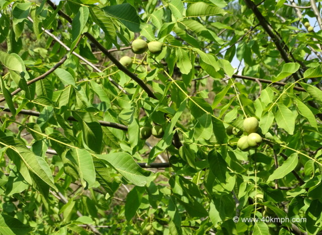 Walnut Fruit Tree at Nandli Village, Mandi, Himachal Pradesh, India