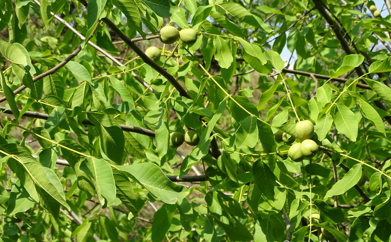 Walnut Fruit Tree at Nandli Village, Mandi, Himachal Pradesh, India