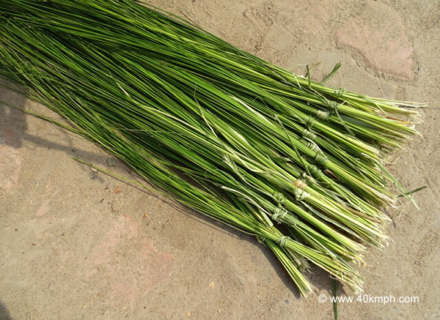 Kusha Grass nearby Vishnupad Temple, Gaya, Bihar, India