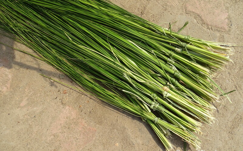 Kusha Grass nearby Vishnupad Temple, Gaya, Bihar, India