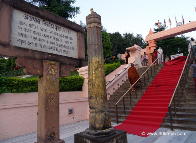 Ajapala Nigrodha Tree (Vat Vriksha), Mahabodhi Temple, Bodhgaya, Bihar, India