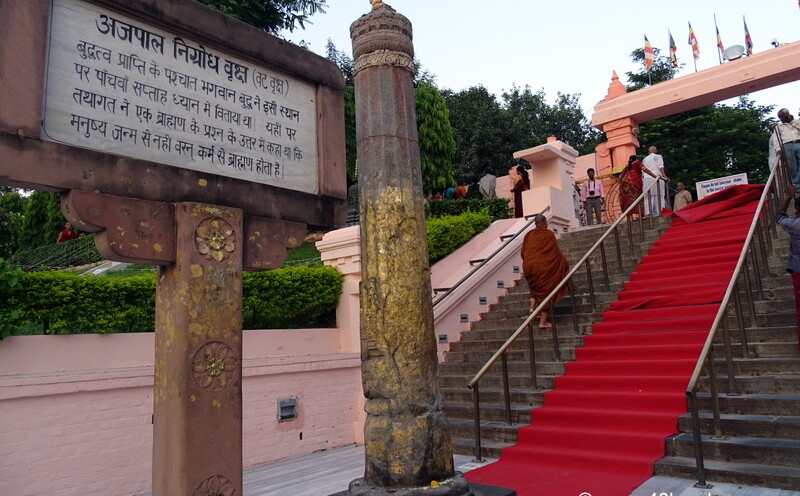 Ajapala Nigrodha Tree (Vat Vriksha), Mahabodhi Temple, Bodhgaya, Bihar, India
