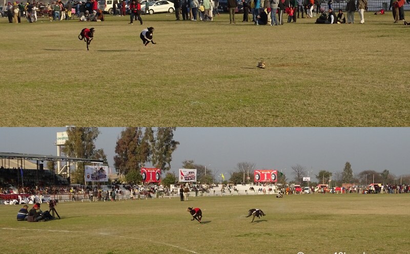 Dog Race at 79th Kila Raipur Sports Festival 2015 in Punjab, India