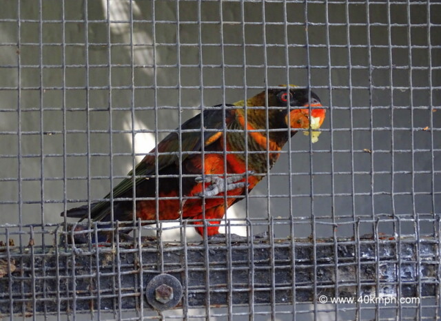 Dusky Lory at Sakkarbaug Zoo in Junagadh, Gujarat, India