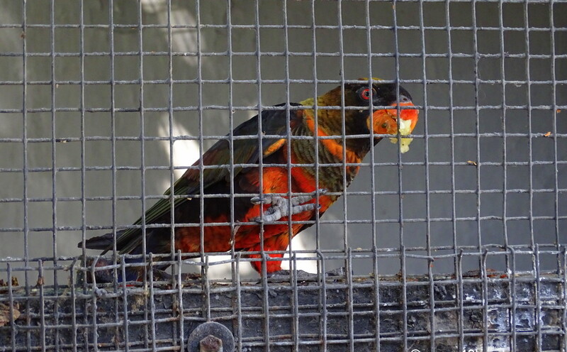 Dusky Lory at Sakkarbaug Zoo in Junagadh, Gujarat, India