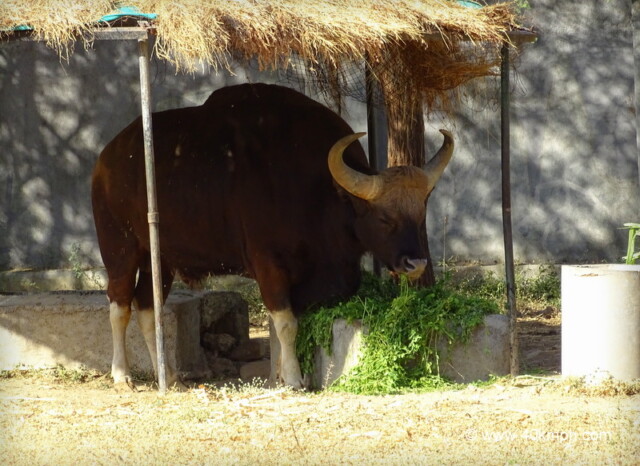 Indian Bison at Sakkarbaug Zoo in Junagadh, Gujarat, India
