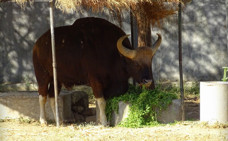 Indian Bison at Sakkarbaug Zoo in Junagadh, Gujarat, India
