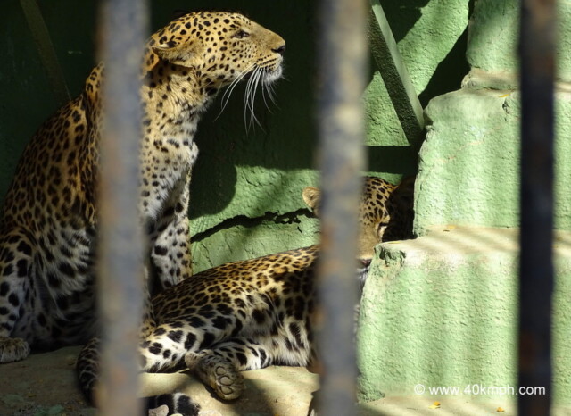 Leopards at Sakkarbaug Zoo in Junagadh, Gujarat, India