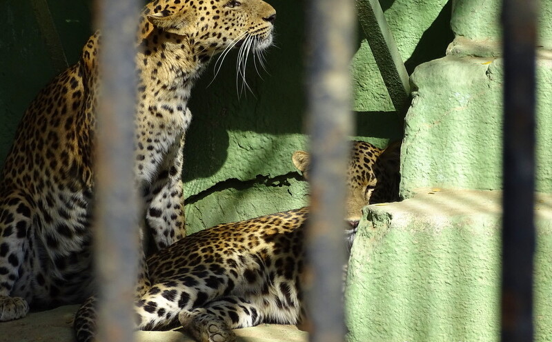 Leopards at Sakkarbaug Zoo in Junagadh, Gujarat, India