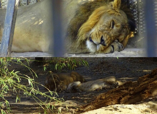 Lion and Lioness Resting at Sakkarbaug Zoo in Junagadh, Gujarat, India