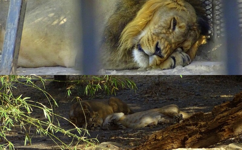 Lion and Lioness Resting at Sakkarbaug Zoo in Junagadh, Gujarat, India