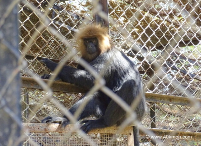 Nilgiri Langur at Sakkar Baug Zoo in Junagadh, Gujarat, India