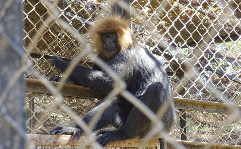 Nilgiri Langur at Sakkar Baug Zoo in Junagadh, Gujarat, India