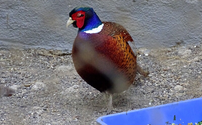 Ring-necked Pheasant at Sakkarbaug Zoo in Junagadh, Gujarat, India