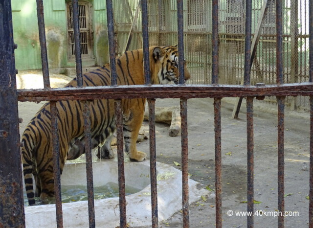 Royal Bengal Tiger in Pond at Sakkar Baug Zoo in Junagadh, Gujarat, India