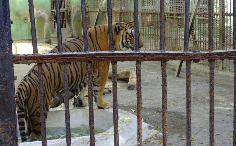 Royal Bengal Tiger in Pond at Sakkar Baug Zoo in Junagadh, Gujarat, India
